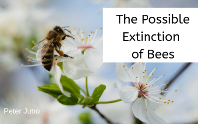 The Possible Extinction of Bees