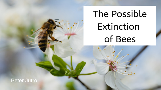 The Possible Extinction of Bees